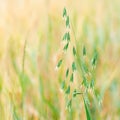 Oat closeup Royalty Free Stock Photo