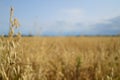 Oat crop on an agricultural field Royalty Free Stock Photo