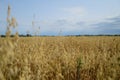 Oat crop on an agricultural field Royalty Free Stock Photo