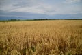 Oat crop on an agricultural field Royalty Free Stock Photo