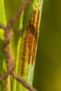 Oat crown rust Puccinia coronata var avenae Royalty Free Stock Photo