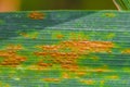 Oat crown rust Puccinia coronata var avenae Royalty Free Stock Photo