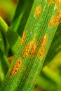 Oat crown rust Puccinia coronata var avenae Royalty Free Stock Photo