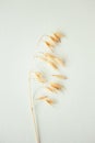 Oat ear on white background. Oat plant close up