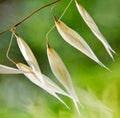 Oat ears Royalty Free Stock Photo