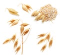 Oat ears of grain and bran isolated Royalty Free Stock Photo