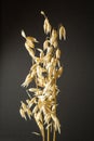 Oat ears of grain isolated on black background, vertical Royalty Free Stock Photo