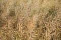 Oat ears of grain isolated on white background Royalty Free Stock Photo