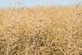 Oat ears of grain isolated on white background Royalty Free Stock Photo