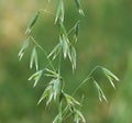 Oat ears Royalty Free Stock Photo