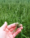 Oat ears in hand Royalty Free Stock Photo