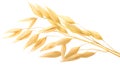 Oat ears a. sativa, paths Royalty Free Stock Photo