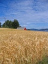 Oat field Royalty Free Stock Photo