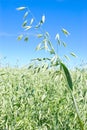 Oat field Royalty Free Stock Photo