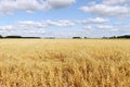 Oat field. Royalty Free Stock Photo