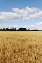 Oat field. Royalty Free Stock Photo