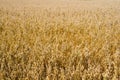 Oat field Royalty Free Stock Photo