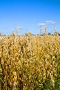 Oat field Royalty Free Stock Photo