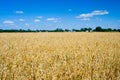 Oat field Royalty Free Stock Photo