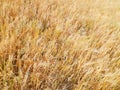 Oat field as nature background Royalty Free Stock Photo