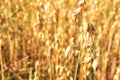 Oat field. Background of yellow ears of oats Royalty Free Stock Photo