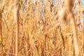 Oat field. The background of yellow oats closeup Royalty Free Stock Photo