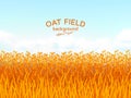 Oat field and blue sky background