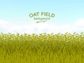 Oat field and blue sky background