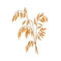 Oat, field cereal plant with gold seeds. Grain crop with golden kernels, vintage botany drawing. Avena Sativa in retro