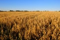 Oat field in fall.