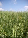 Oat field green spikes and sky Royalty Free Stock Photo