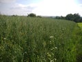 Oat field green spikes and sky Royalty Free Stock Photo