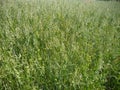 Oat field green spikes and sky Royalty Free Stock Photo