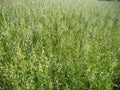 Oat field green spikes and sky Royalty Free Stock Photo