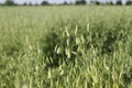 Oat field, planted cereals, harvesting, harvesting feed for horses and domestic animals, oatmeal for breakfast, Royalty Free Stock Photo