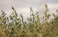 Oat field in Poland Royalty Free Stock Photo
