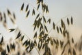 Oat field in Poland Royalty Free Stock Photo