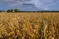 Oat field in Poland Royalty Free Stock Photo