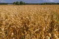 Oat field in Poland Royalty Free Stock Photo