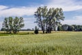 Oat field in Poland, summer in Mazowsze region