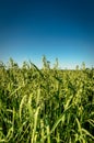 Oat field Royalty Free Stock Photo