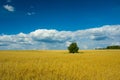 Oat field, single tree, horizon and beautiful clouds on blue sky