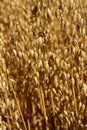 Oat field. Spikes oat closeup on a gold background Royalty Free Stock Photo