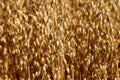 Oat field. Spikes oat closeup on a gold background. Royalty Free Stock Photo