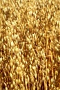 Oat field. Spikes oat closeup on a gold background Royalty Free Stock Photo