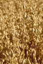 Oat field. Spikes oat closeup on a gold background Royalty Free Stock Photo