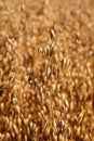 Oat field. Spikes oat closeup on a gold background Royalty Free Stock Photo