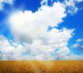 Oat field and summer sky landscape Royalty Free Stock Photo