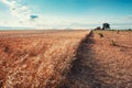 Oat field at sunrise near Valensole, Provence, France