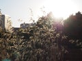 Oat field at sunset, wild oats as a background, solar flare. Royalty Free Stock Photo